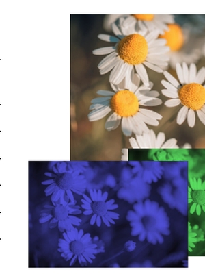 Image and Video Data