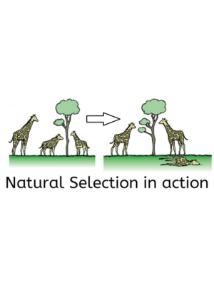 Step-by-Step Genetic Algorithm